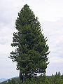 Al'pine kedrpedai (Pinus cembra)