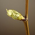 Platan javorolistý; pučiace listy (marec)