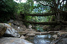 Wurzelbrücke in Nordindien