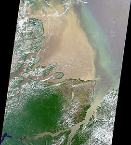 Detall del Delta de l'Amazones
