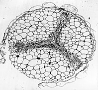 Azolla megaspore Postglacial Galapagos Islands TEM cross-section 2.jpg