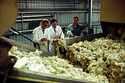 Producción de lana en Australia