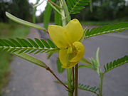 花は黄色で、他のマメ科植物とは形が異なる。