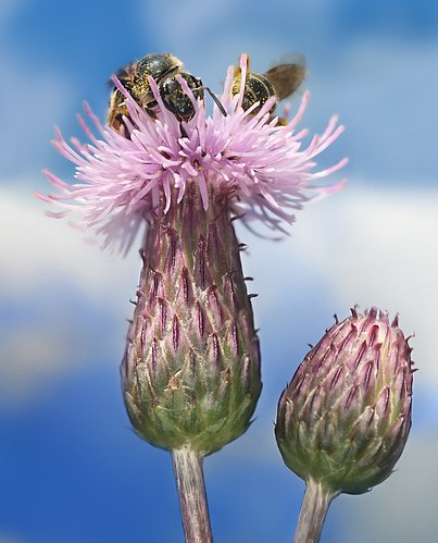 Две пчелы на цветке бодяка полевого (Cirsium arvense).