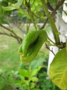 Dégâts dus à l'acarien des bourgeons.