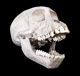 Un crâne de femelle babouin jaune (Papio cynocephalus), conservé au muséum de Toulouse. (définition réelle 4 267 × 4 095)