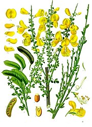 Cytisus scoparius (L.) Link