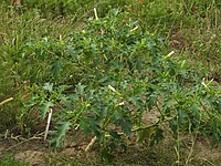 D. stramonium (lateral view) near Frankfurt, Hesse, Germany