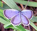 Eastern-tailed blue butterfly (Everes comyntas)