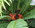 Encephalartos lebomboensis, Zamiaceae, Palmfarne (Cycadophyta), mit reifen Samen