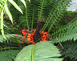 Θηλυκό Encephalartos lebomboensis σε καλλιέργεια.