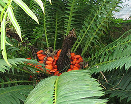 Blizgusis galvonis (Encephalartos lebomboensis)