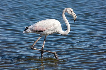 Exemplar de flamingo-comum (Phoenicopterus roseus), Walvis Bay, Namíbia (definição 7 819 × 5 213)