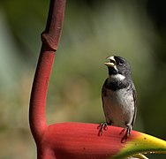 Flickr - Dario Sanches - COLEIRINHO (Sporophila caerulescens) (1).jpg