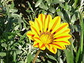 2. Lahore, März 2010 Gazania