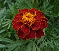 19.5 - 25.5: Tagetes patula.