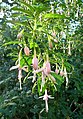 Fuchsia magellanica 'Moliniae'