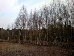 G. Ladushkin, Kaliningradskaya oblast', Russia - panoramio (4).jpg