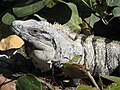 Ctenosaura similis, Tulum, México