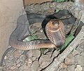 Mısır kobrası ya da çöl kobrası (Walterinnesia aegyptia). Türkiye'de bulunan tek kobra türüdür.
