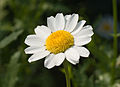 Leucanthemum paludosum