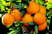 Naranjas de Adana