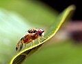 Mediterrane fruitvlieg Ceratitis capitata