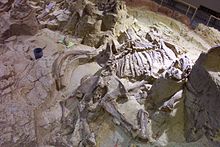 Esqueleto de mamut parcialmente excavado, de hace 26,000 años