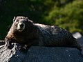 Marmota caligata