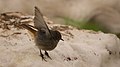 Female; Dorset, England