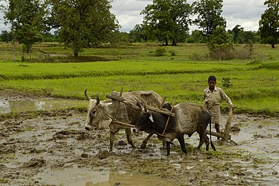 Labour d'une rizière avec un araire tiré par des bœufs en Madhya Pradesh, Inde, 2012