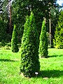 Thuja occidentalis 'Smaragd'