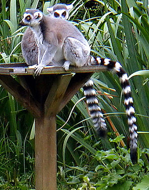 호랑이꼬리여우원숭이 (Lemur catta)