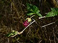 Rubus spectabilis