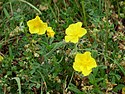 Common Rock-rose