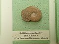 Spitidiscus oosteri oosteri (Sar. & Schon.) Lower en:Barremian, General Kiselovo, Varna Province at the en:Sofia University "St. Kliment Ohridski" Museum of Paleontology and Historical Geology