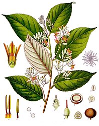 Styrax benzoin Dryand.