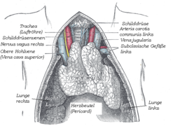 Thymus de.png