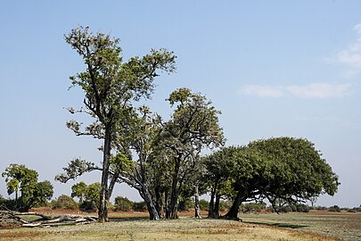 Nesting trees, Zambia