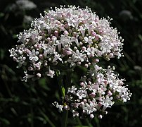 Valeriana officinalis02.JPG