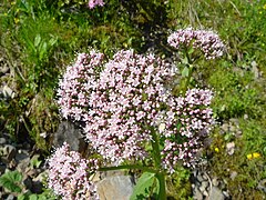 Valeriana pyrenaica 1.jpg