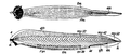 カタナメクジウオ属 （Epigonichthys cultellus）