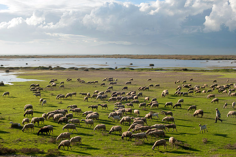 Пастух с овцами на озере Вистонида (ном Родопи, Греция)