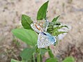 Polyommatus icarus