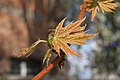 Young leaves