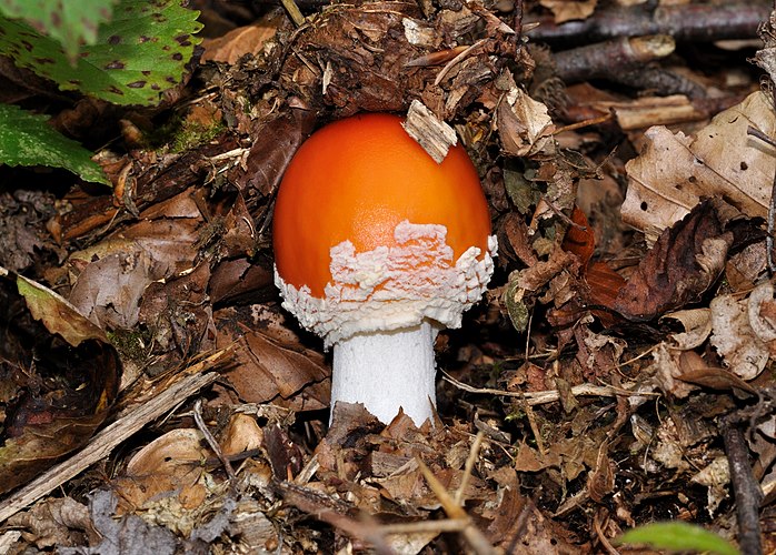 Молодой красный мухомор (Amanita muscaria) около Биггезе, Зауэрланд, Германия