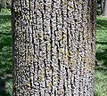 American Linden (Tilia americana) bark ‎