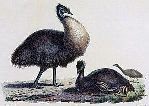 Ilustracio de Charles-Alexandre Lesueur, baze sur ekzempleroj el la ekspedicio de Baudin kaj specimenoj kaptitaj ĉe la Ĝardeno de Plantoj (Parizo). La animaloj estis supozitaj masklo kaj ino de la sama specio, sed estas eble Kanguruinsula emuo kaj Kinginsula emuo