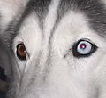 Heterohromatski pas s efektom crvenih očiju u plavom oku