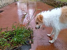 Un cane di razza meticcia mentre bruca l'erba